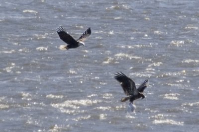 Immature catches a sea gull (with adult supervision)