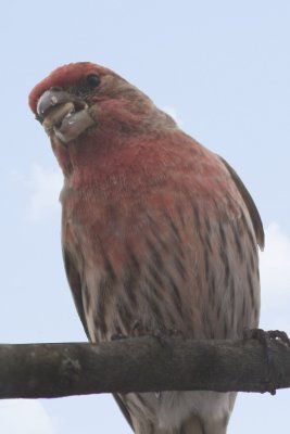 House Finch with sunflower seed