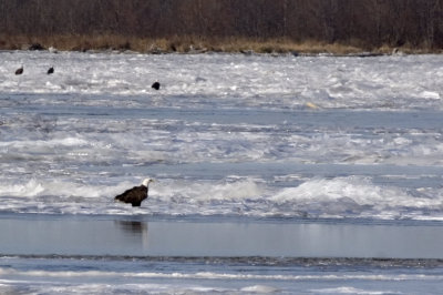 Eagles on ice