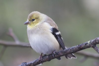 Goldfinch (winter)