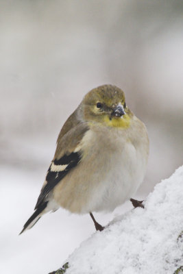 Cold Finch