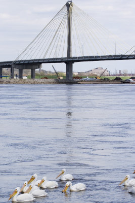 Alton Bridge with pelicans on the river