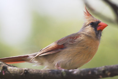 Northern Cardinal (female)