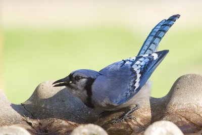 Blue Jay