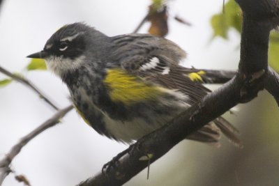 Myrtle Warbler