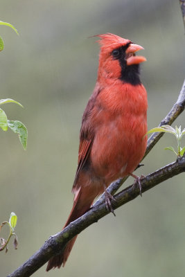 Northern Cardinal - Singing in the rain