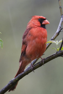 Northern Cardinal - in the rain