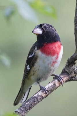 Rose-breasted Grosbeak