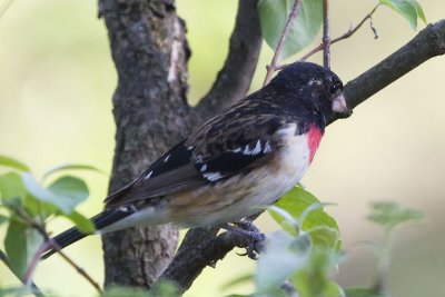 Rose-breasted Grosbeak