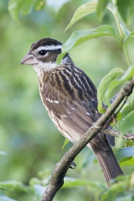 Rose-breasted Grosbeak (female)