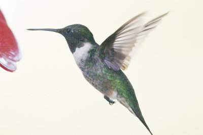 Humming Bird Samples