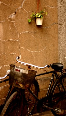 Bicycle Wall and Plant
