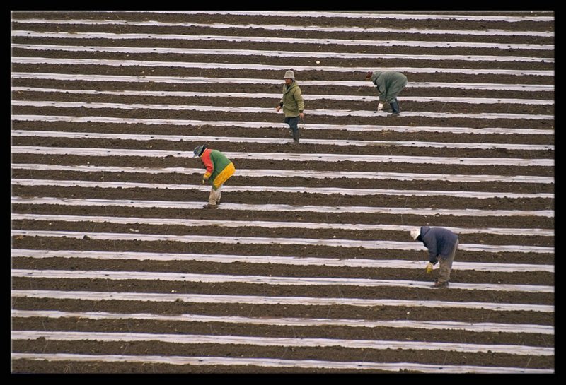 Toiling the land