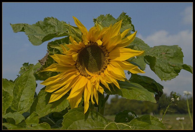 Sunflower