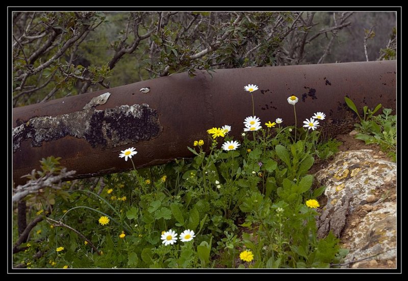 Rust and beauty