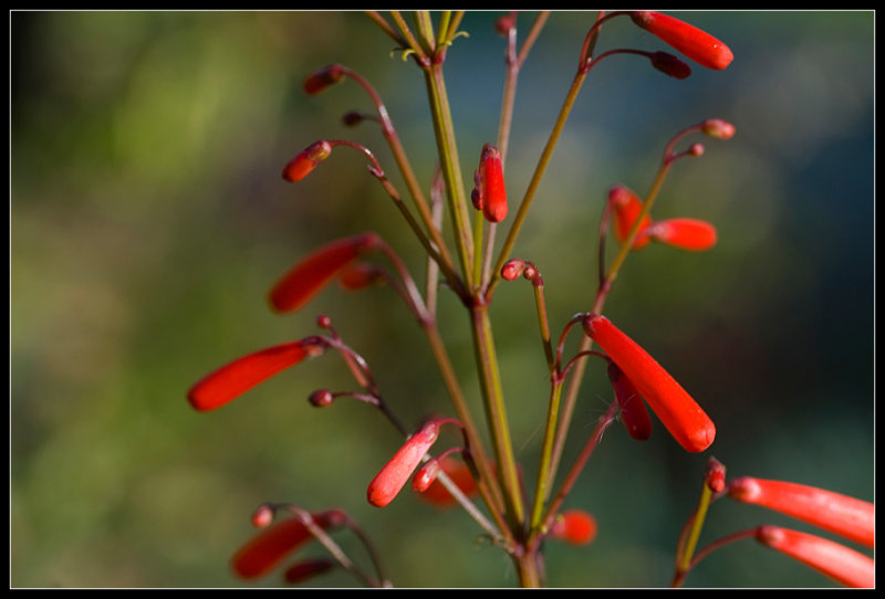 Red jingle bells