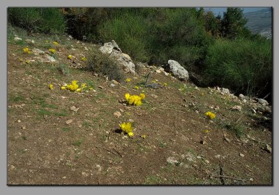 Winter daffodils on Mt. Meron. (Sternbergia )