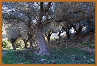 Olive trees in winter