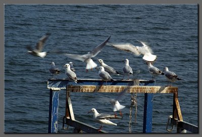Seagulls at Tiberias hot springs