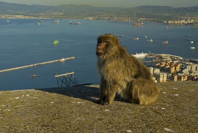 Gibraltar, the macoque monkies