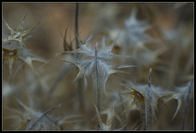 Summer stalks