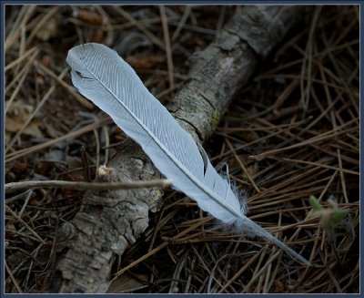 A feather