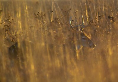 backlit buck