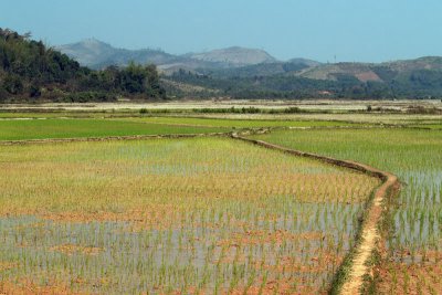 021 - Rice paddies, Luang Namtha