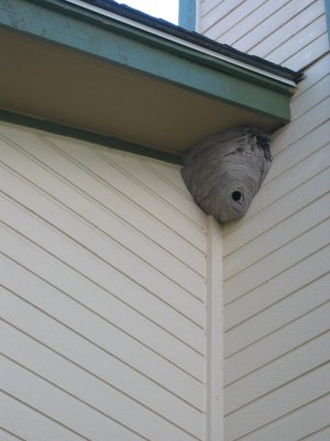 Joe's wasp nest