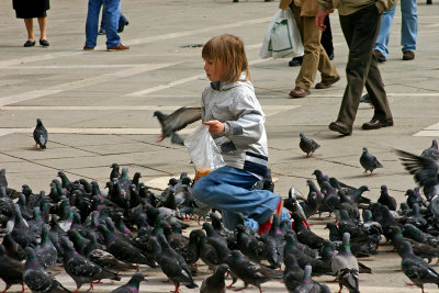Pigeon Feeder