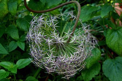 Allium