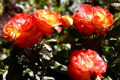 Glowing Roses