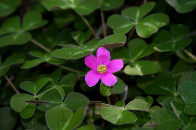 Pink Flower in Oxalis