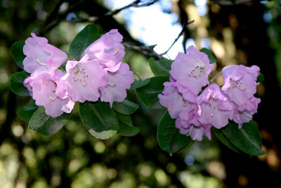 Pink Rhody