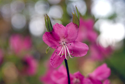Rhododendron (Azalea?)