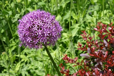 Allium