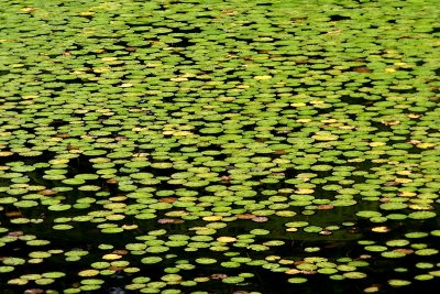 Vandusen Lilies