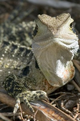 Water Dragon
