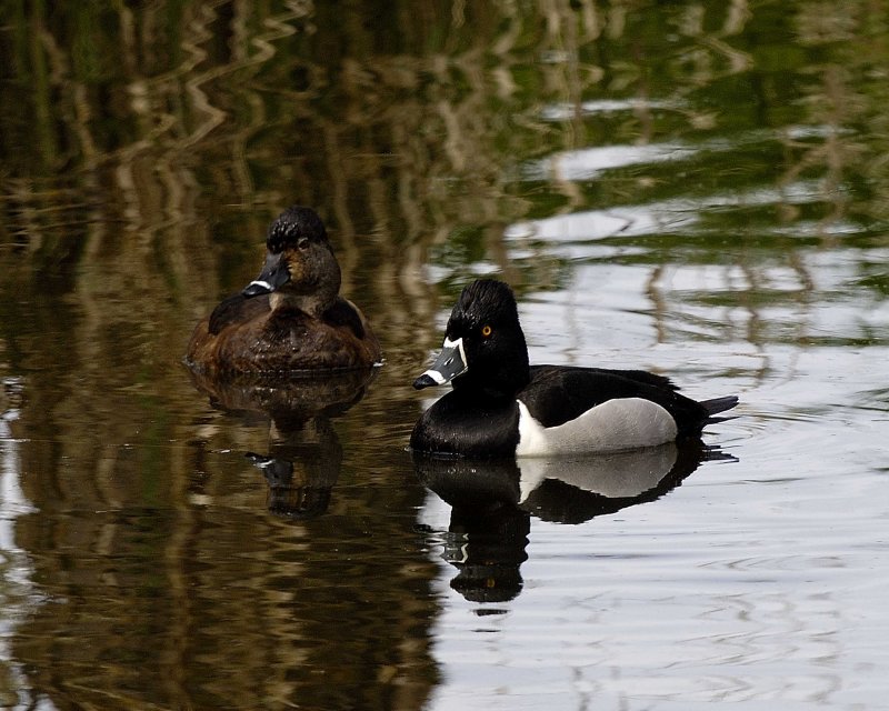 Ring-necked Duck II