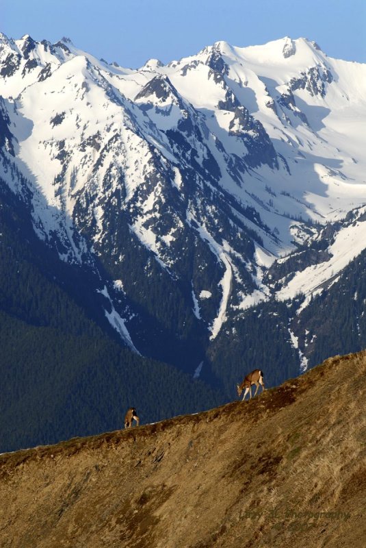 Olympic White Tails II