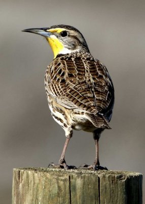 Female Meadowlark
