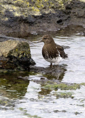 Black Turnstone