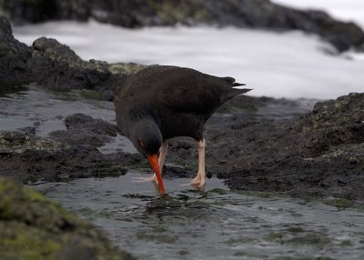 Black Oystercatcher