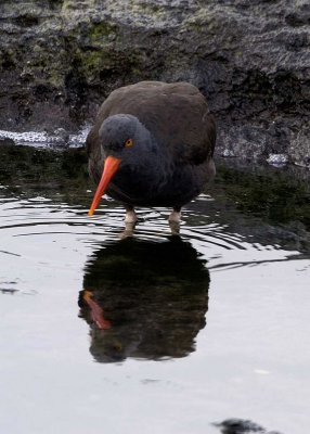 Black Oystercatcher