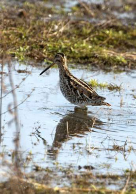 Common Snipe