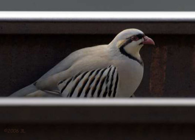 Chukar in the Rails