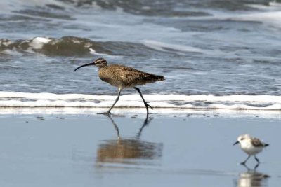 Wimbrel w/Sanderling