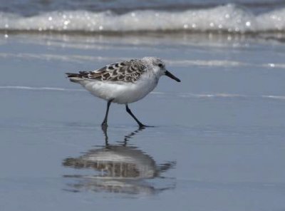 Sanderling