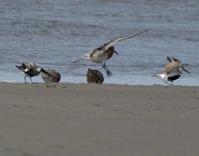 Red Knot in Flight