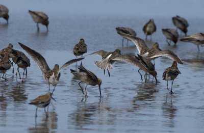 Red Knot Landing Zone